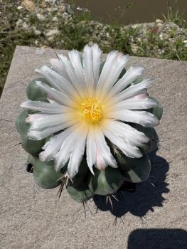 Thelocactus conothelos